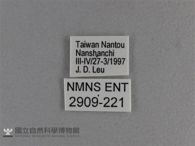 小雙尾蛺蝶藏品圖，第3張