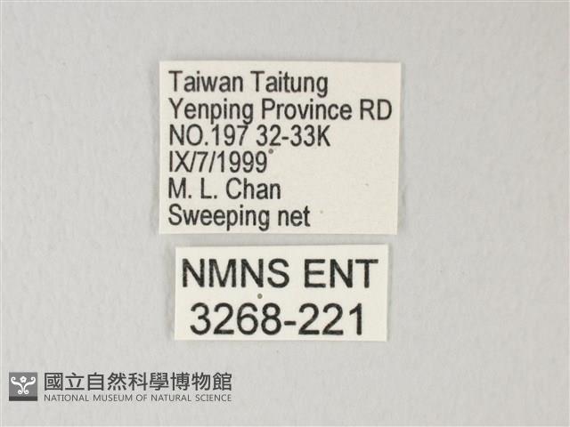 淡青雅波灰蝶藏品圖，第3張