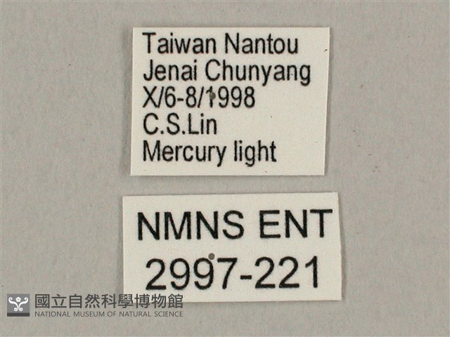 棕綠背線天蛾藏品圖，第3張