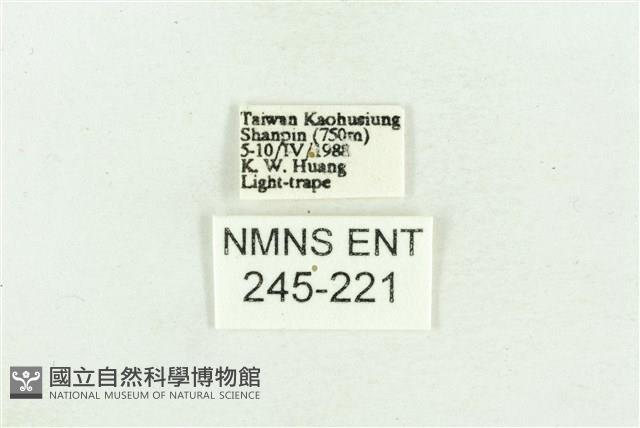 臺灣斑蕊夜蛾藏品圖，第3張