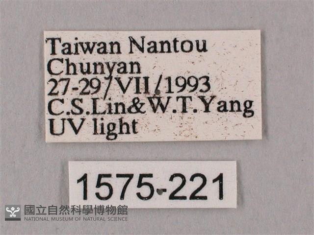 桃紅六點天蛾藏品圖，第3張