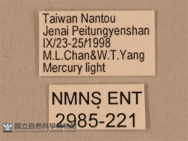 背中白天蛾藏品圖，第3張