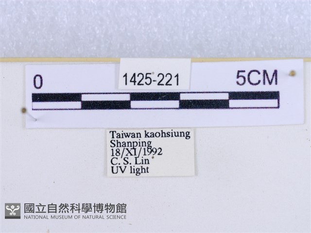 閃光苔蛾藏品圖，第3張