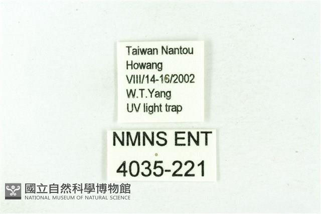 臺雪苔蛾藏品圖，第3張