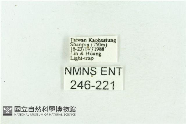 菊池污燈蛾藏品圖，第3張