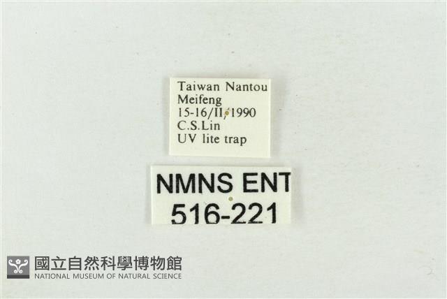 帶波紋蛾藏品圖，第3張