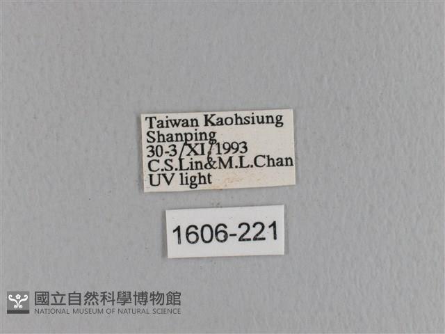 大褐斑枯葉蛾藏品圖，第3張