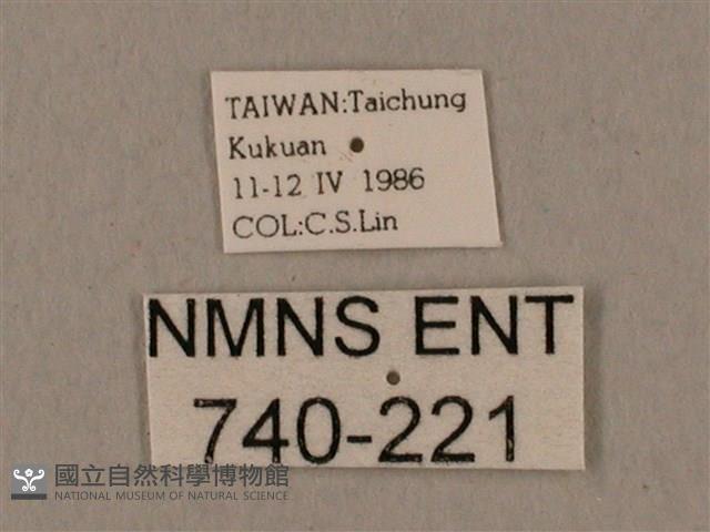 黑帶鷹翅天蛾藏品圖，第3張