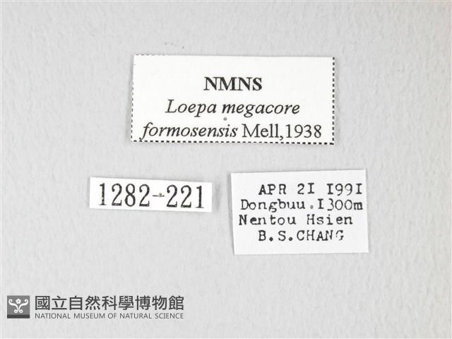 黃豹天蠶蛾藏品圖，第3張