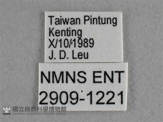 散紋盛蛺蝶藏品圖，第3張