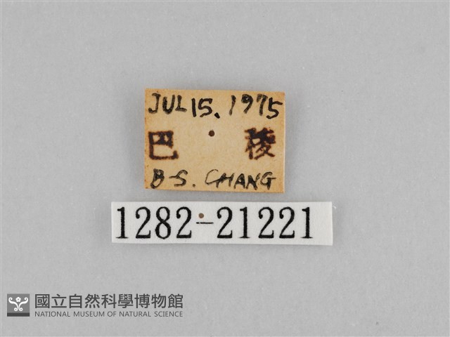 紫帶眉眼蝶藏品圖，第3張