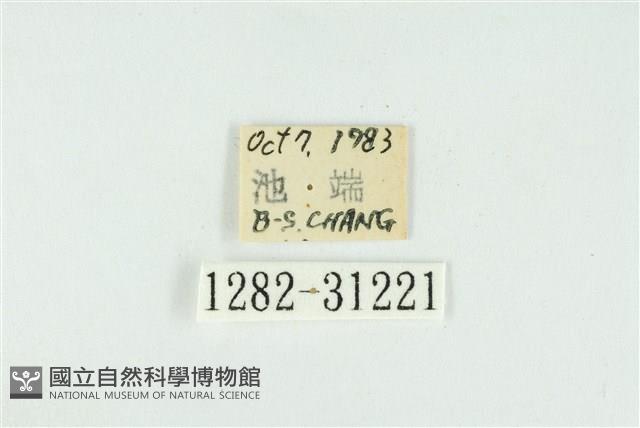 霧社環波紋蛾藏品圖，第3張