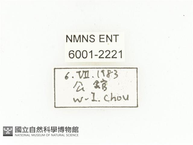 東方白點花金龜藏品圖，第2張