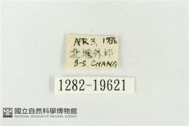 印華波紋蛾藏品圖，第3張