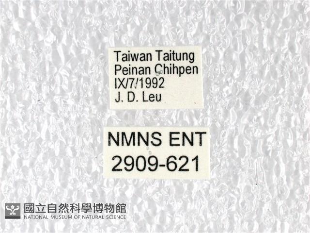 多姿麝鳳蝶藏品圖，第3張
