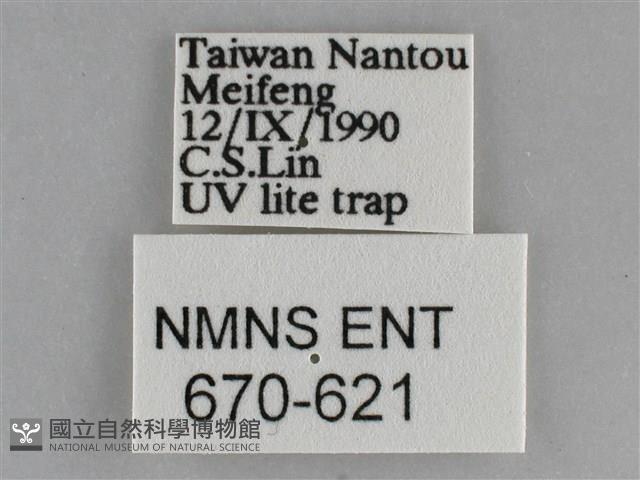 大胡麻斑星尺蛾藏品圖，第3張