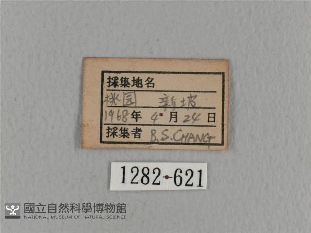 青枯葉蛾藏品圖，第3張