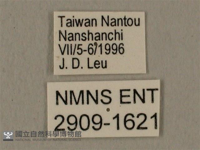 蝦殼天蛾藏品圖，第3張