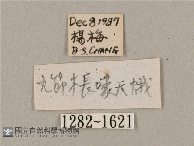 九節木長喙天蛾藏品圖，第3張