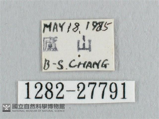 銀斑黃鉤蛾藏品圖，第3張