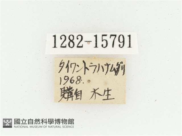 黃肩長腳花金龜藏品圖，第2張