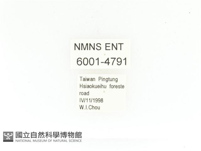 銅艷白點花金龜藏品圖，第2張