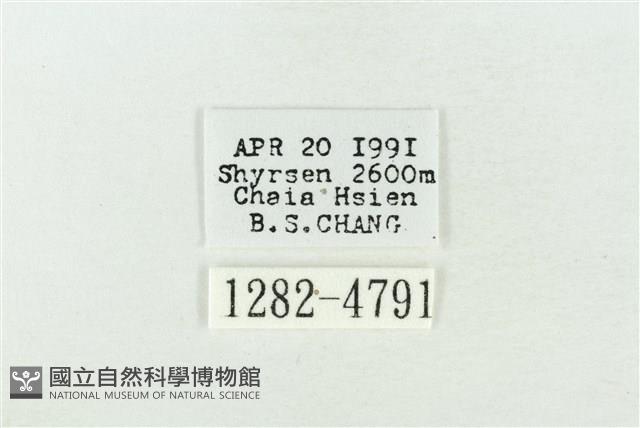 臺灣銀斑異波紋蛾藏品圖，第3張