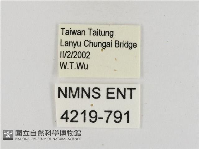 熱帶白裙弄蝶藏品圖，第3張