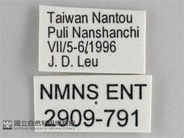 細帶環蛺蝶藏品圖，第3張