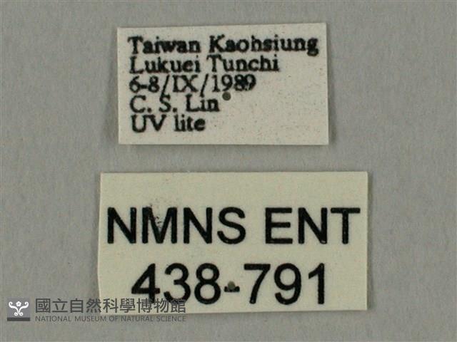 棕綠背線天蛾藏品圖，第3張