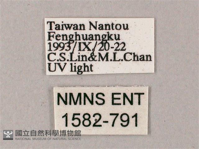 齒翅三線天蛾藏品圖，第3張