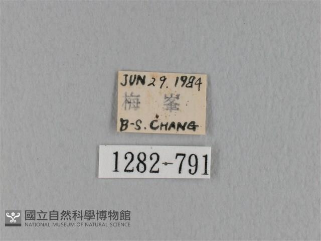 緣斑枯葉蛾藏品圖，第3張