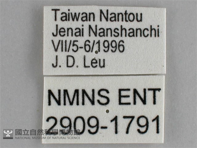 細帶環蛺蝶藏品圖，第3張