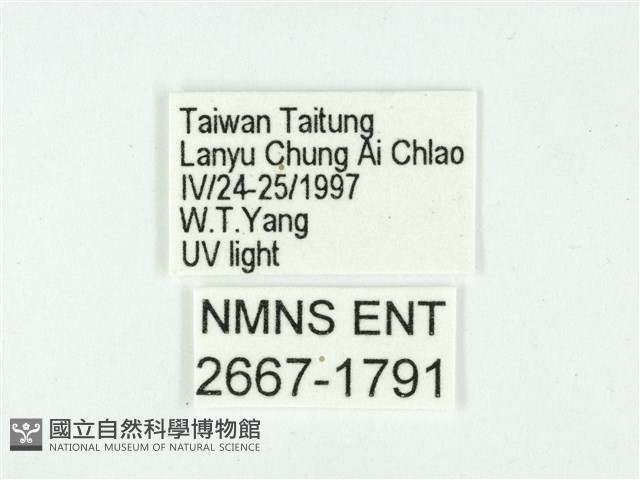 叉紋閃舞蛾藏品圖，第3張