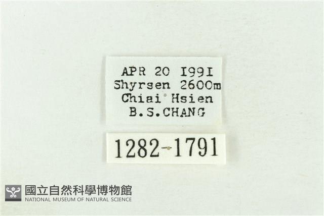 棍棒污燈蛾藏品圖，第3張