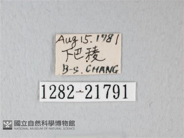 帶錨紋蛾藏品圖，第3張