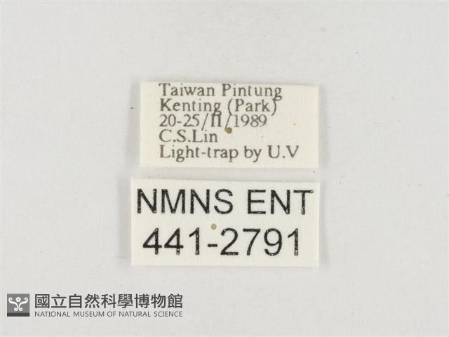 小白紋毒蛾藏品圖，第3張