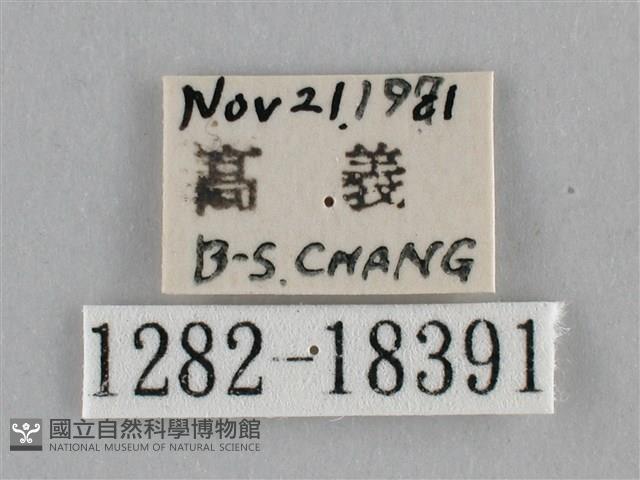 纖粉蝶、黑點粉蝶藏品圖，第3張