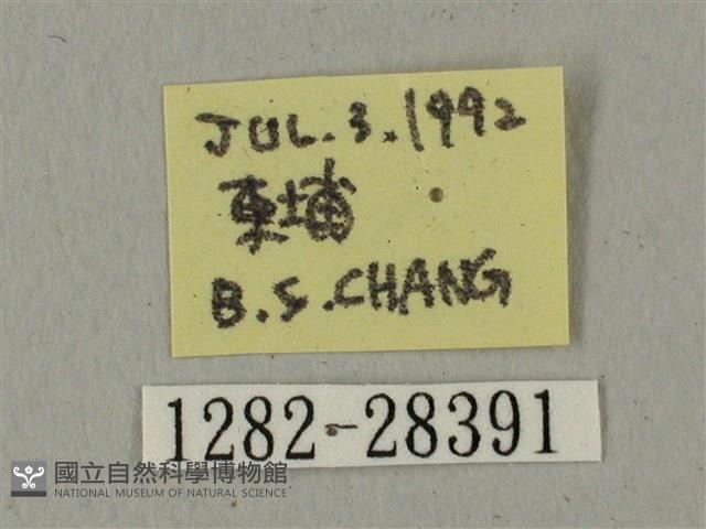 全緣缺角天蛾藏品圖，第3張