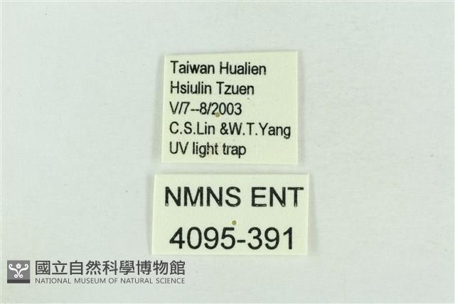 臺灣銀斑異波紋蛾藏品圖，第3張