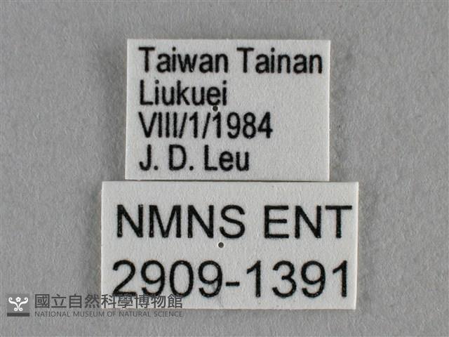 黑星灰蝶藏品圖，第3張