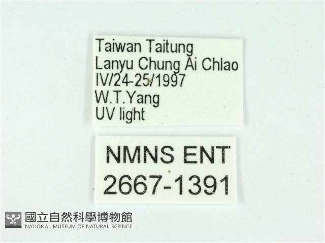 叉紋閃舞蛾藏品圖，第3張