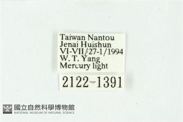 白斑散紋夜蛾藏品圖，第3張