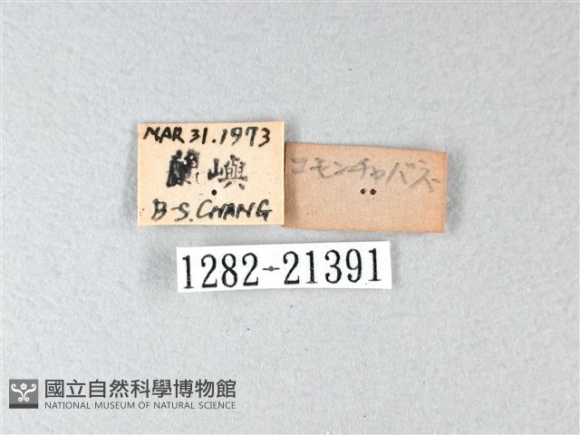 禾弄蝶藏品圖，第3張