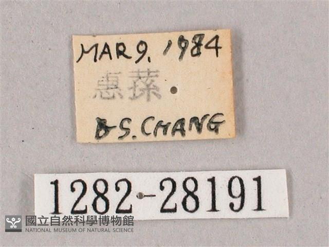 榆綠天蛾藏品圖，第3張