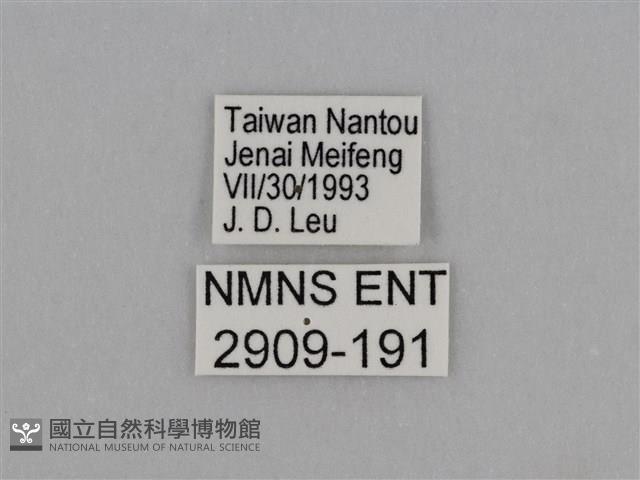 圓翅鉤粉蝶藏品圖，第3張