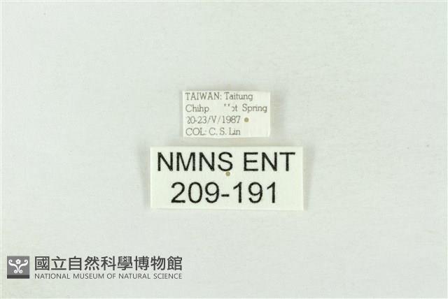 基褐綠刺蛾藏品圖，第3張