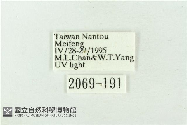 連珠波紋蛾藏品圖，第3張