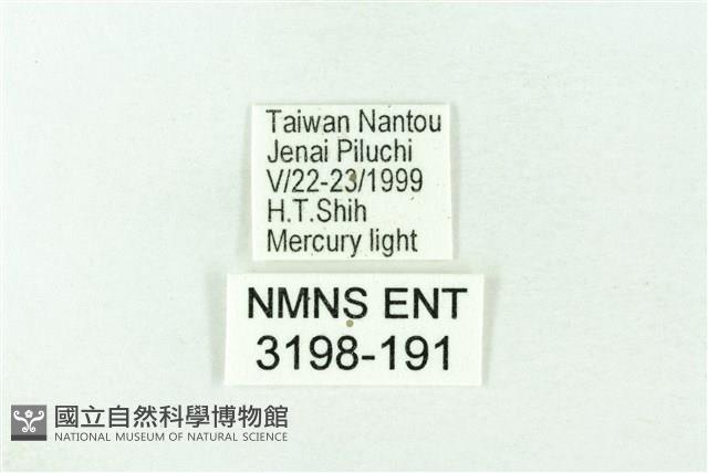 赭新污燈蛾藏品圖，第3張