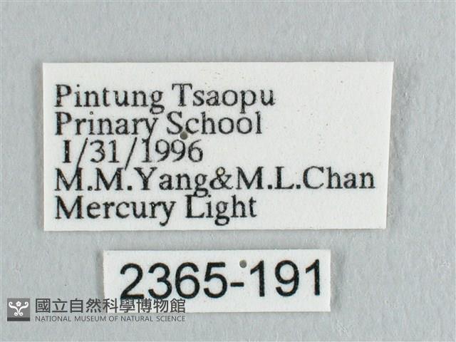 彎黑黃鉤蛾藏品圖，第3張